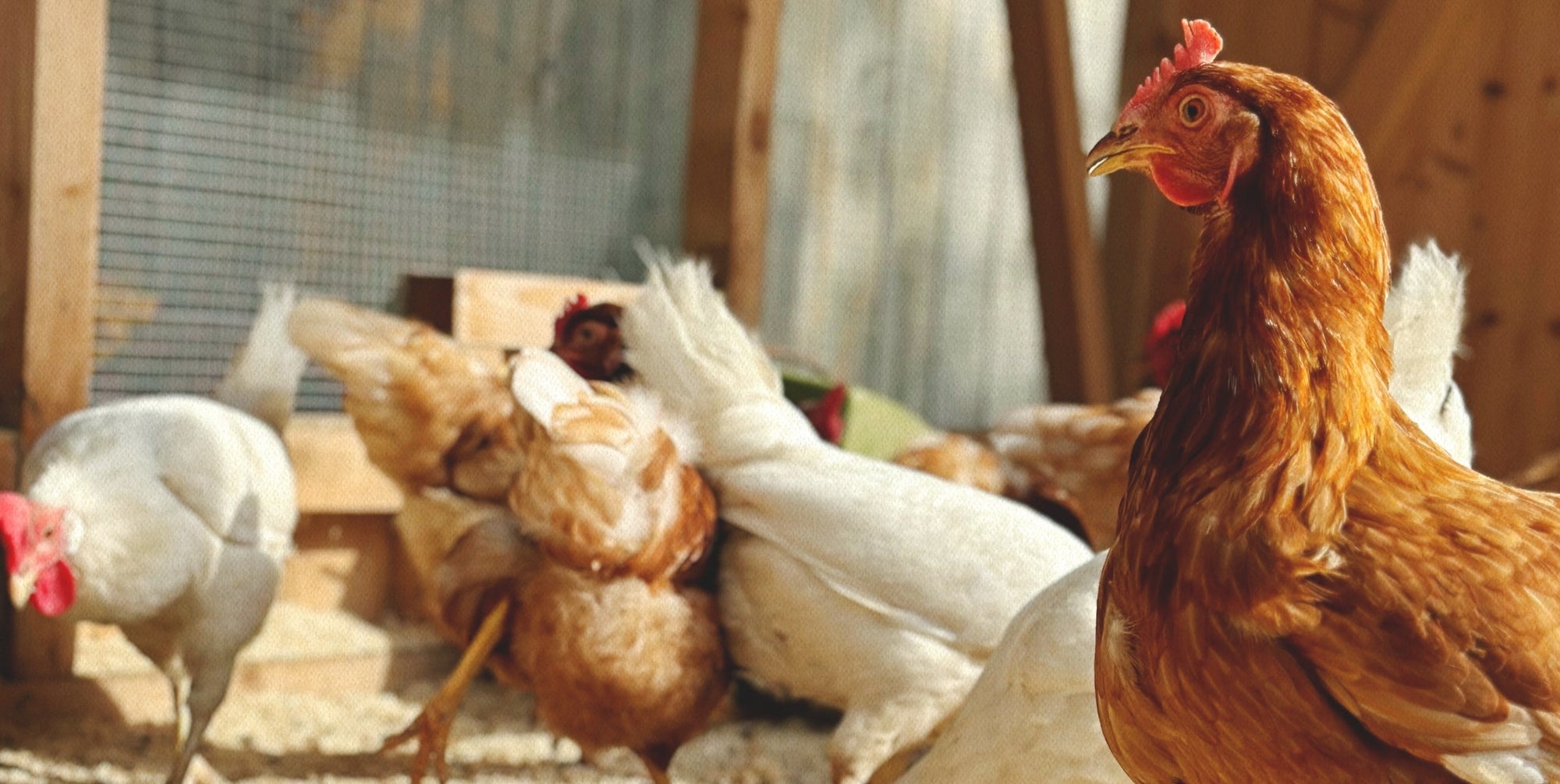 David Minger: Landwirtschaft mit Nähe und Verantwortung