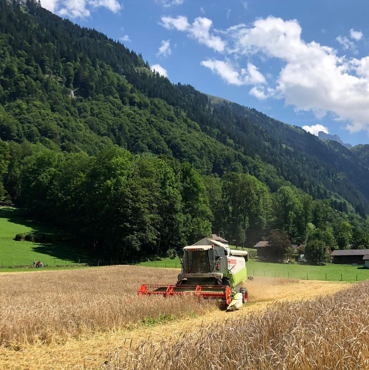 Aus einer Schnapsidee wurde Engelberger Dinkel